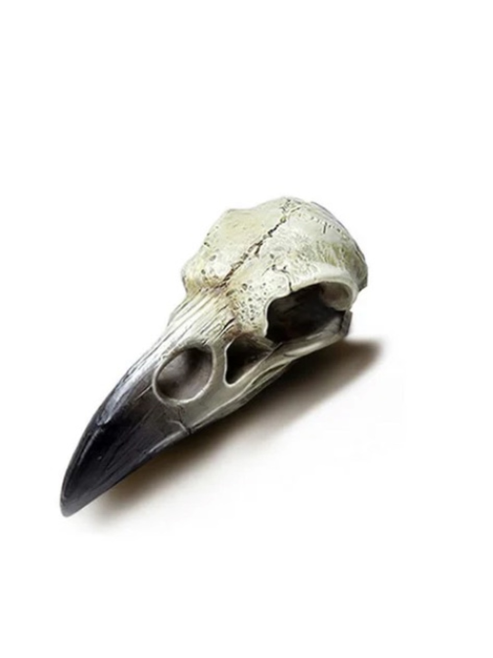 Reliquary Raven Skull pendant necklace Alchemy Gothic Sacred Talisman Unisex